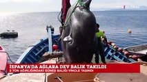 İspanya'da dev güneş balığı oltaya takıldı! Vinçle tekneye çekildi