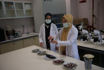 Karadeniz'de biyoaktif özelliği en yüksek balık hamsi çıktı