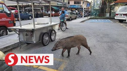 Wild boar put down in Penang after giving authorities the slip earlier