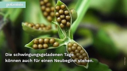 Portaltage 2022: Bedeutung und Wirkung der besonderen Tage