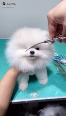 Cute cup dog hair cutting