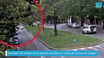 De milagro no lo aplastó un árbol en medio de las fuertes ráfagas