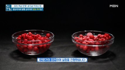 생오미자 vs 냉동 오미자! 당도 측정 실험