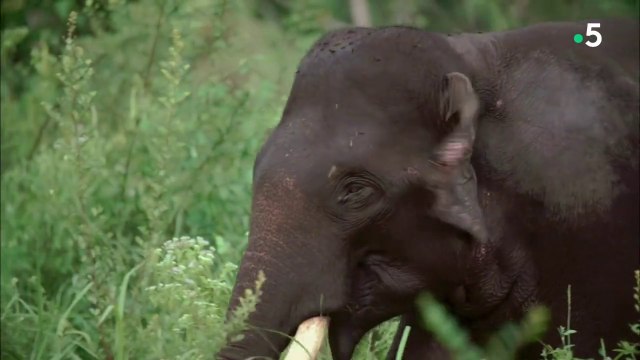 Catastrophes naturelles, le sixième sens des animaux