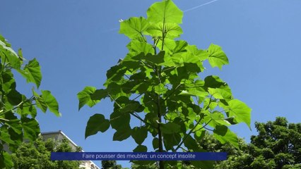 Reportage - Faire pousser des meubles