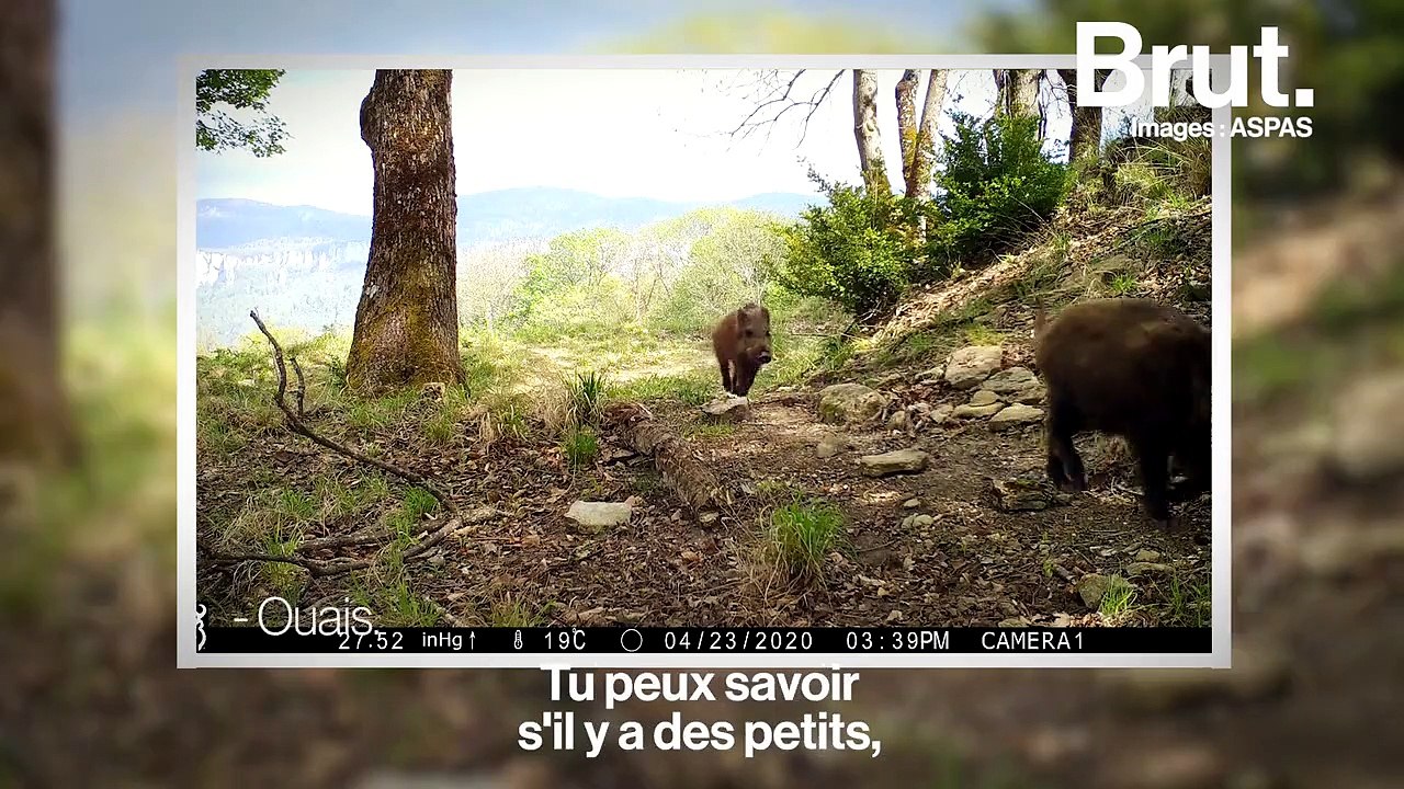 Avec Fatou Guinea dans la réserve de vie sauvage du Vercors