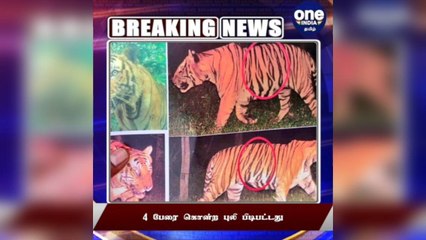 #BREAKING 4 பேரை கொன்ற புலி பிடிபட்டது!