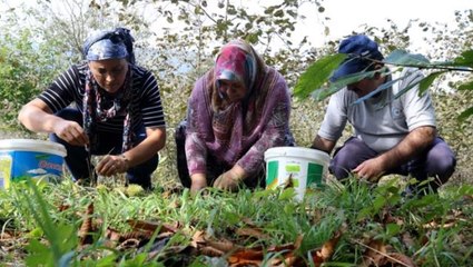 Günlük 250 lira kazanan var! Kazdağları kestanesi köylülerin gelir kapısı oldu