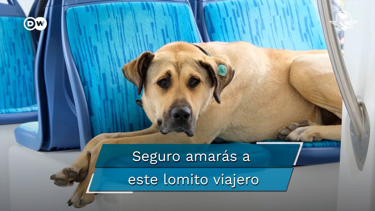 Conoce a Boji, el perro callejero que se volvió “influencer” y que te robará el corazón