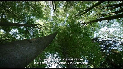 La vida secreta de los árboles - Tráiler oficial VOSE