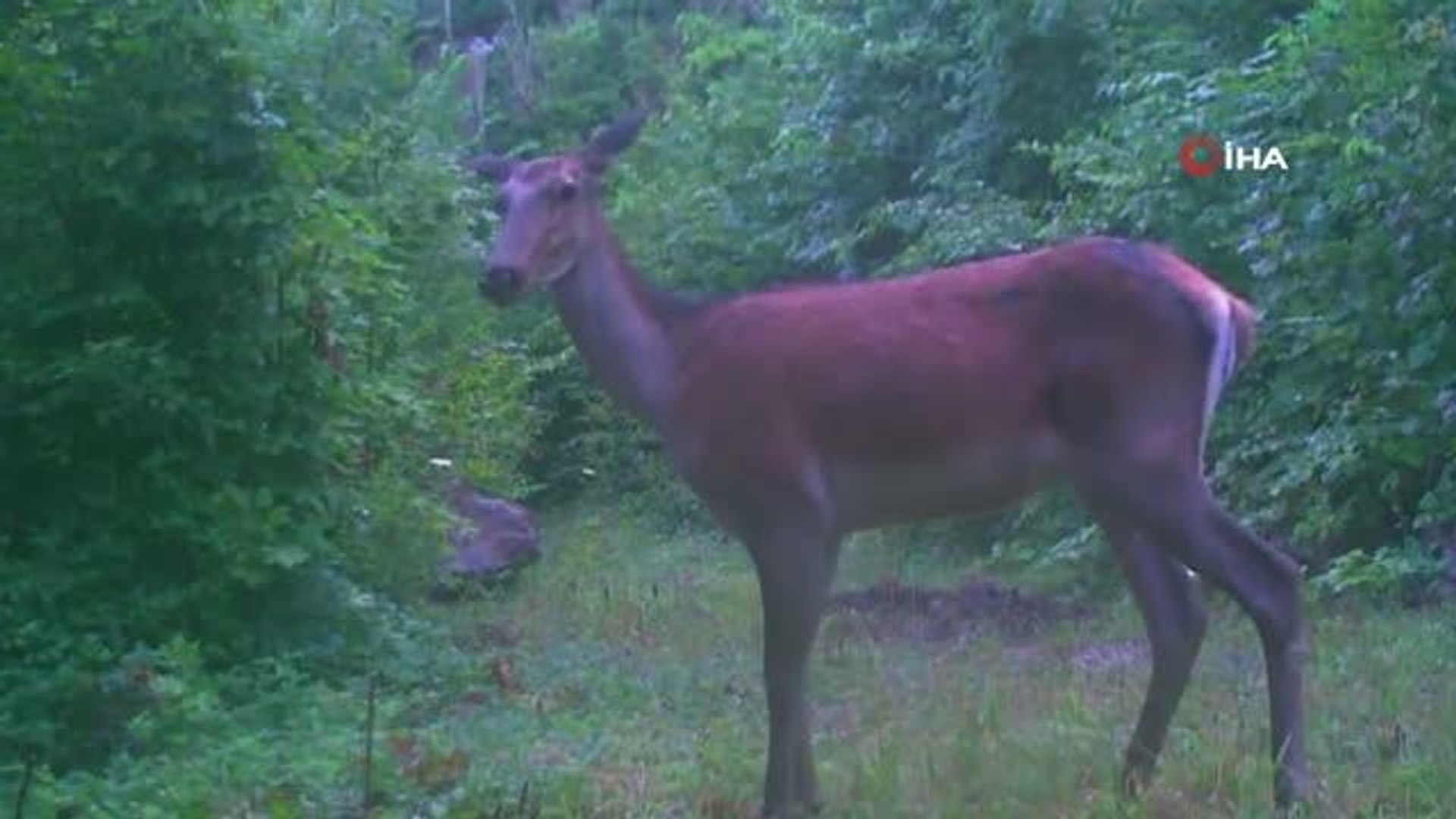 Yaban hayatı fotokapanlara yansıdı