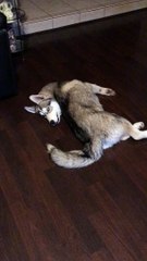 Husky Hates His Tail