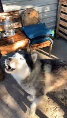 Husky Has Conversation with Human