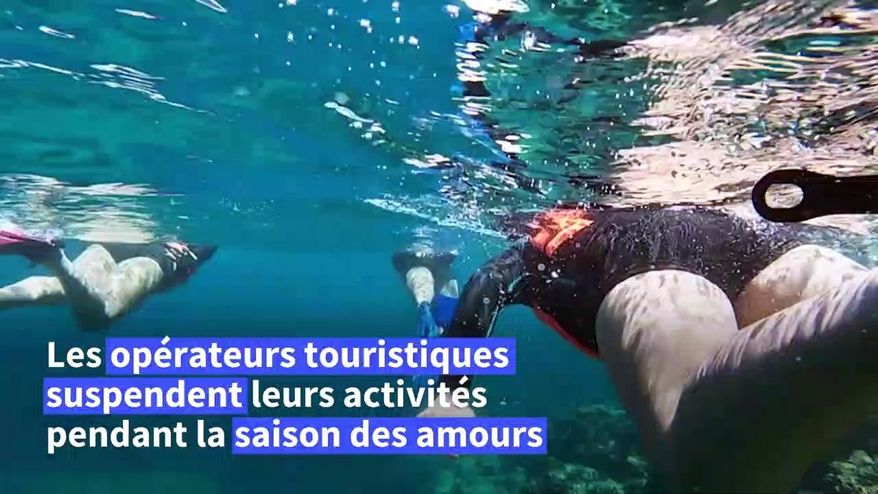 Mexique: une colonie d'otaries résiste au déclin de son espèce