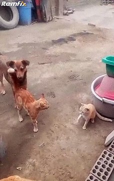 Regardez qui vient séparer ces 2 chats en plein conflit