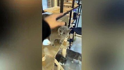 Funny Cats and Kittens Meowing Compilation