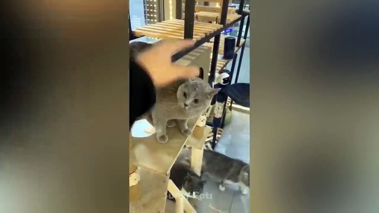 Funny Cats and Kittens Meowing Compilation