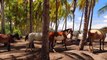 Horse on the beach, Horses on the coconut trees #petsTv