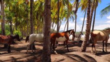 Horse on the beach, Horses on the coconut trees #petsTv