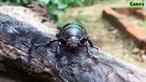[Female] Beetles, Coleoptera, Siamese rhinoceros beetle, Xylotrupes gideon