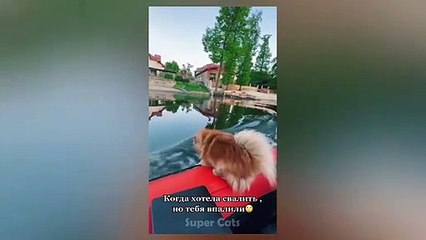 Funny Cat Reaction To Food- Try Not To Laugh Pet Videos