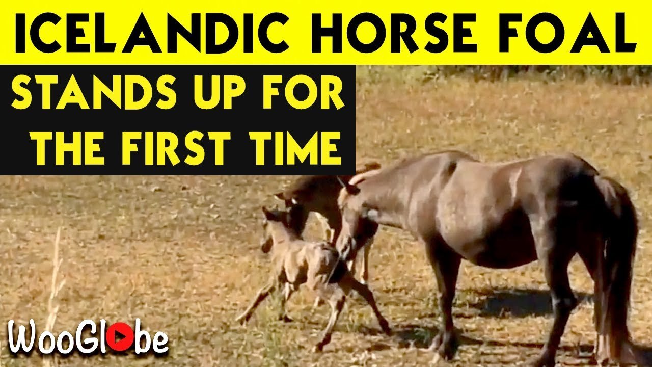 'Icelandic horse foal stands up for the first t...