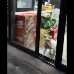 Funniest Cats [Don't try to hold back Laughter]