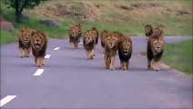 Une vingtaine de lions s'approche d'un véhicule perdu dans la savane