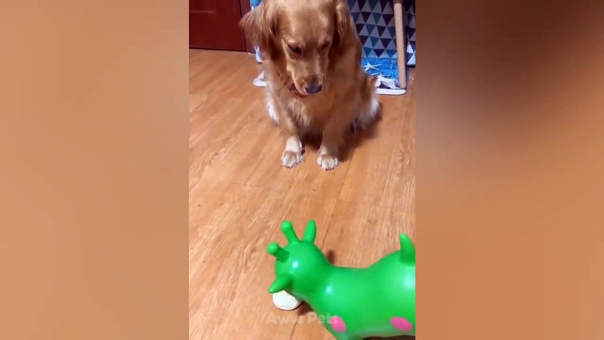 ⁣Try Not To Laugh - Funny Pets Reaction Videos