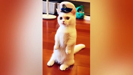 Angry Cats- Super Pets Reaction Videos