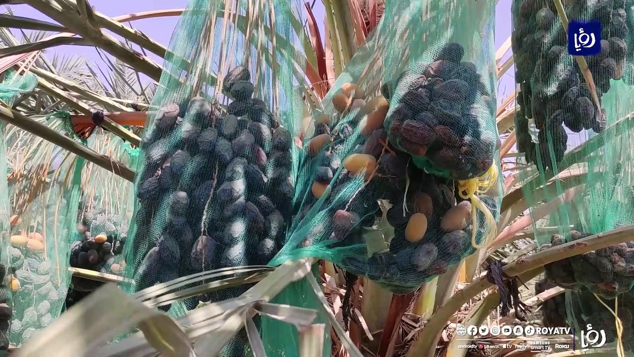 "التمر المجهول" منتج مميز يواجه تحديات كبيرة