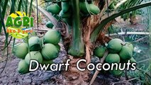 Dwarf Coconuts