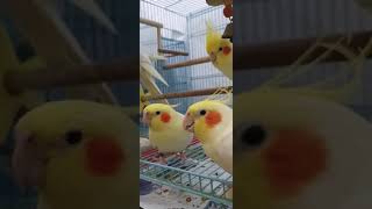 Petting Three Birds With One Hand