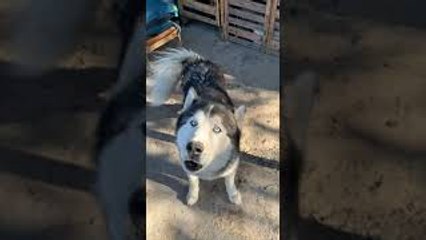 Husky Has Conversation with Human