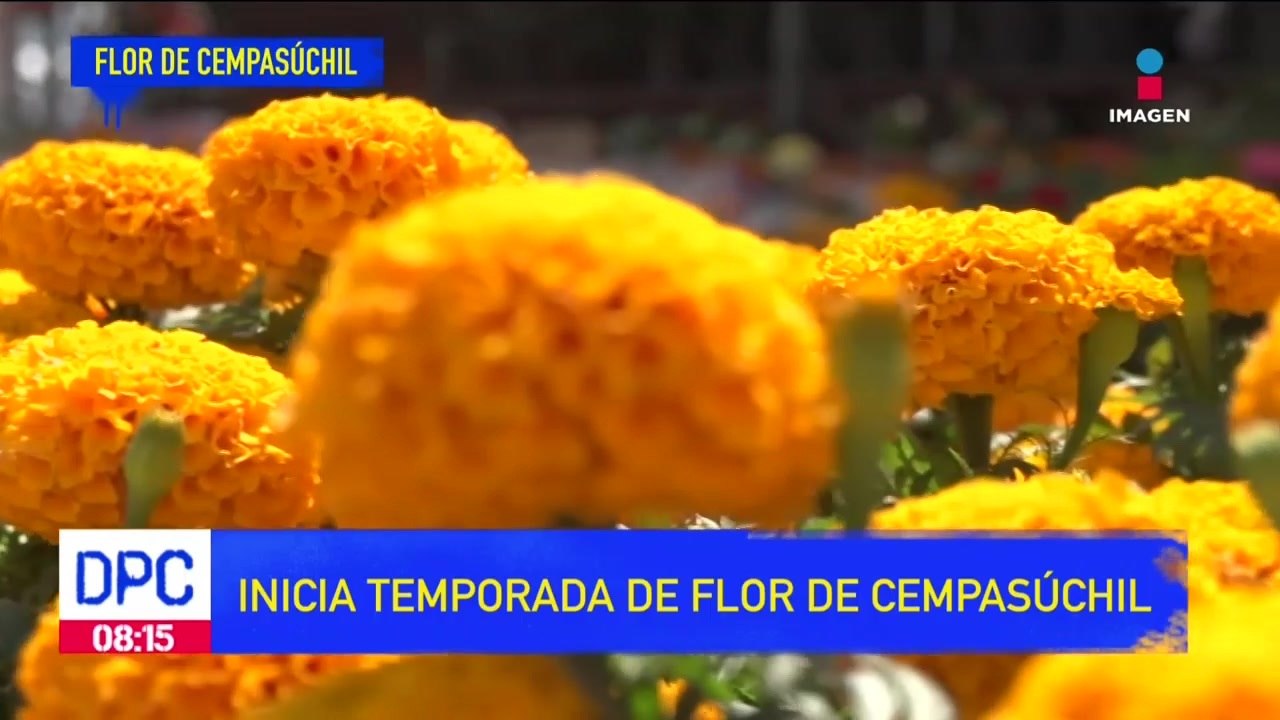 Cempasúchil florece para recibir a los fieles difuntos