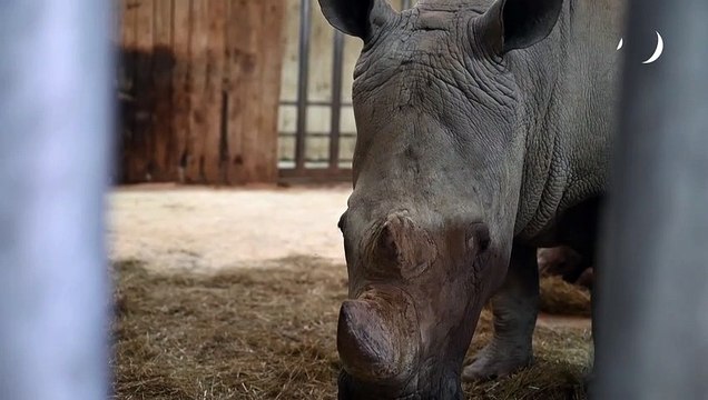 Naissance d'un bébé rhinocéros au zoo d'Amnéville