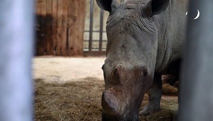Naissance d'un bébé rhinocéros au zoo d'Amnéville