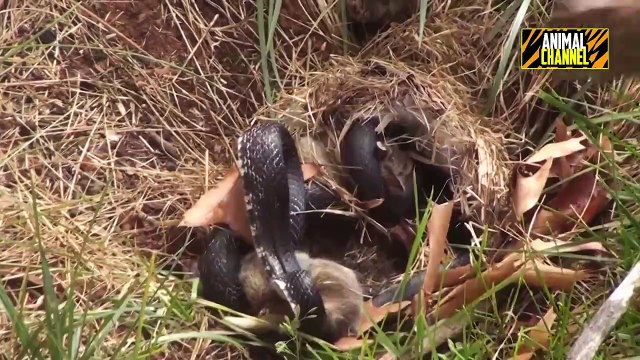 Top 10 Most Protective ANIMAL MOTHERS - Bears, Honey Badger, Lioness, Rabbit and other Animals