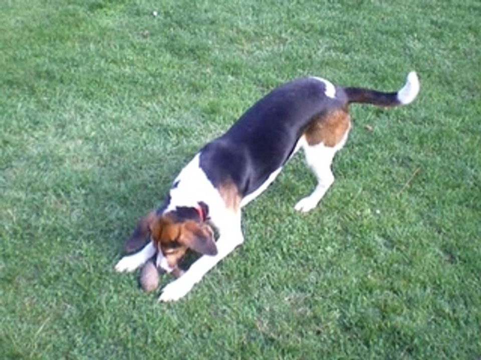 Chien anglo français SPA