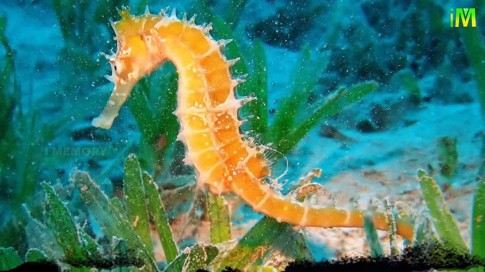 Seahorse l Unknown Facts Seahorse l I Memory