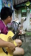 Dogs Sings Along with Guitar