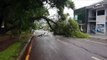 Árvore caída interdita Rua Marechal Cândido Rondon no Bairro Canadá