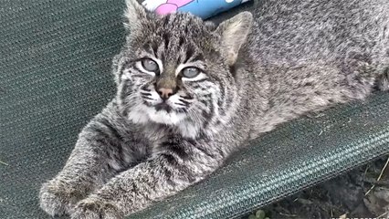 Bobcat Kitten's New Adventure