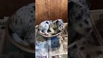 Puppy Enjoys Breakfast in Bed