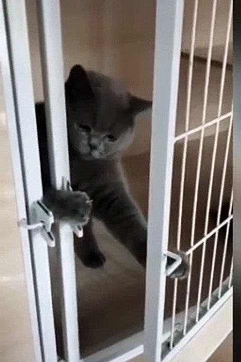 Kucing pintar,smart cat