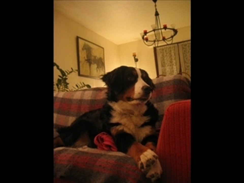 Léo saut d'obstacle