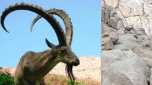 التيتل البري النادر يظهر بجوار الدير في سانت كاترين