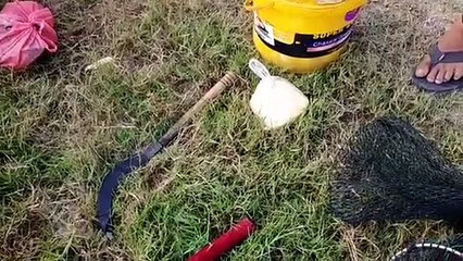 Mancing sepat siam besar