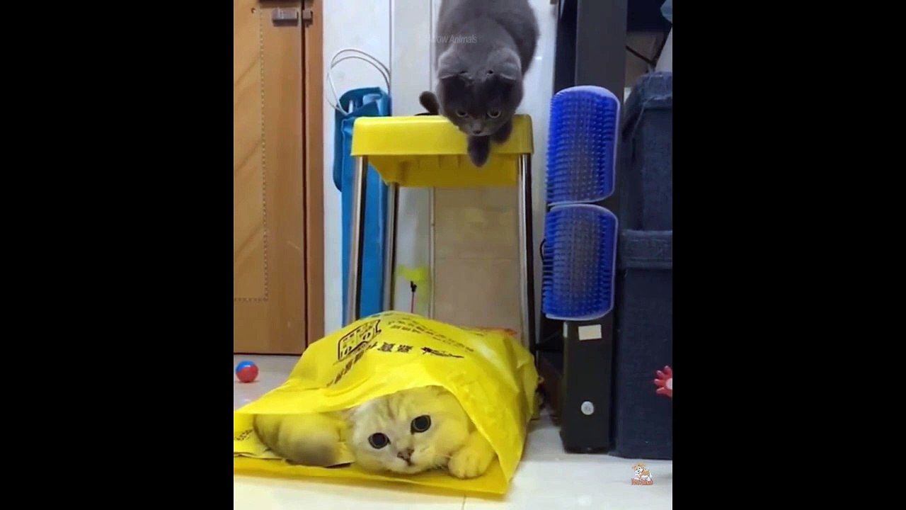 Funniest Animals - Best Of The 2021 Funny Animal Videos - Cute Cats