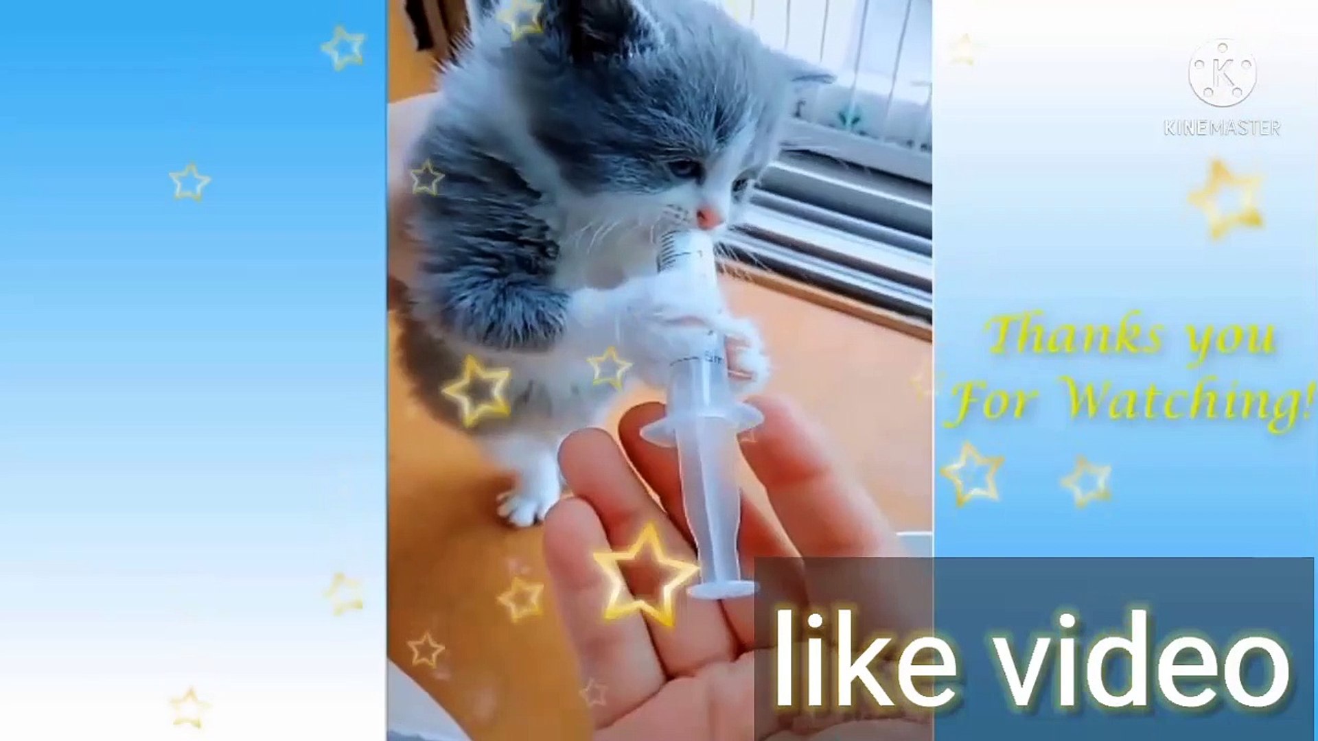 Cute And Funny Pets Compilations